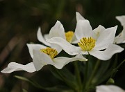 43 Anemonastrum narcissiflorum (Anemone narcisssino)